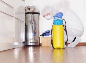 Karaluchy w domu - jak je rozpoznać?