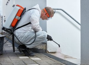 Mrówki w domu - sprawdzone sposoby na mrówki