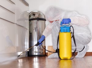 Domowe sposoby na pluskwy czy fachowe odpluskwianie? Wady i zalety